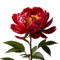 AI generated Peony image isolated on a transparent background PNG photo