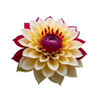 AI generated Dahlia image isolated on a transparent background PNG photo