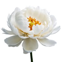 AI generated Peony image isolated on a transparent background PNG photo