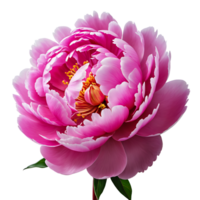 ai généré pivoine image isolé sur une transparent Contexte png photo