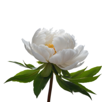 AI generated Peony image isolated on a transparent background PNG photo