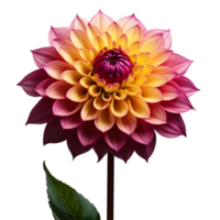 AI generated Dahlia image isolated on a transparent background PNG photo