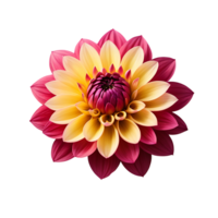 AI generated Dahlia image isolated on a transparent background PNG photo