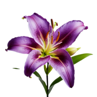 AI generated Lily image isolated on a transparent background PNG photo