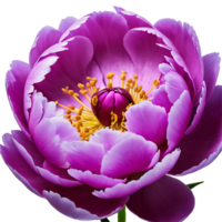 AI generated Peony image isolated on a transparent background PNG photo