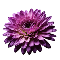 AI generated Chrysanthemum image isolated on a transparent background PNG photo