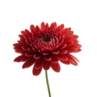 AI generated Chrysanthemum image isolated on a transparent background PNG photo