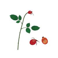 Rose hip flat vector isolated on white background. Rosehip, rose haw, rose fruit, rose hep