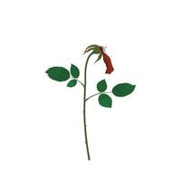 A withered rose has one petal left. Flat vector isolated on white background. Wilting rose.