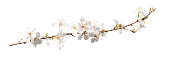 Cherry blossom flower in blooming with branch isolated, White Spring Sakura flower png