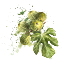 mûr, juteux vert figues entier fruit et feuilles sur aquarelle tache éclaboussures Contexte. nourriture, plante clipart pour carte, confiture étiqueter, autocollant, prix étiqueter, logo imprimer. main tiré illustration. isolé png