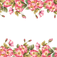 Aquarell Blumen- nahtlos rahmen, Banner, Grenze. Rosa wild Rose Hüfte Ast mit Knospen, Blumen, Blätter, Hund oder Dornbusch Rose. botanisch Vorlage, Karte drucken. Hand gezeichnet Illustration isoliert Hintergrund. png