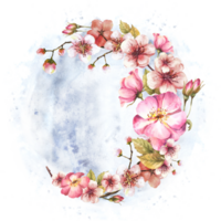 blühen Frühling Sakura oder Kirsche Baum Ast Kranz mit Hagebutte, Hund oder Dornbusch Rose Knospen und Blumen auf Aquarell spritzt Hintergrund Frühling Hand gezeichnet Gruß Karte drucken isoliert Illustration png