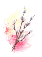 Springtime illustration of fuzzy willow tree on watercolor yellow, pink, rosa spotted splashes background. Spring plant branches. For Easter, Palm Sunday card. Hand drawn watercolor clipart png