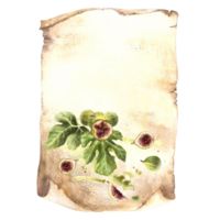 aquarelle branche de mûr juteux figues fruit, feuilles sur le Contexte de papyrus feuille, vieux feuille de papier, restaurant menu liste, carte produit étiquette modèle aquarelle main dessiner isolé illustration png