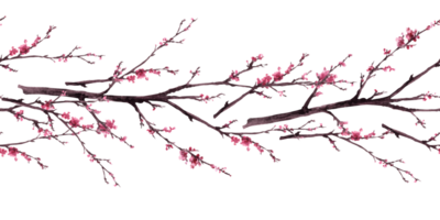 vattenfärg hand dragen tidigt vår blommar av träd, sakura, körsbär, aprikos blommor. sömlös gräns, mönster. först knoppar, löv, växt botanisk ClipArt isolerat illustration png