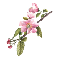 Branch of an apple spring blossom tree, flowers, buds, springtime blooming watercolor illustration. png