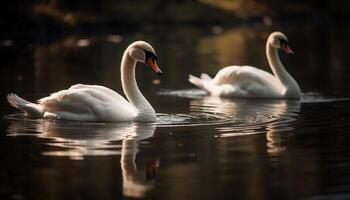 AI generated Swan elegance reflects in tranquil water, nature pure beauty generated by AI photo