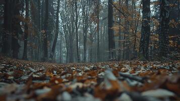 AI generated Tranquil Forest Soft Light Through Tall Trees and Fallen Leaves Creates Serene Scene photo