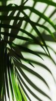 AI generated Close-up of Palm Leaf on White Background. Generative AI. photo