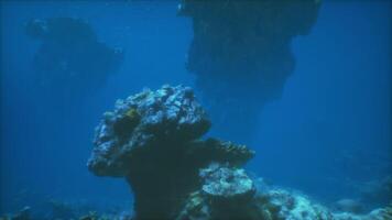 An underwater view of a coral reef in the ocean video