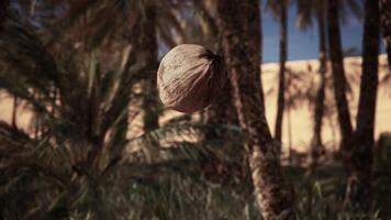 A coconut hanging from a tree in front of a building video