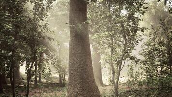 un grande árbol en el medio de un bosque video