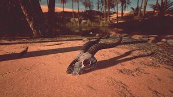 An animal skull laying on the ground with palm trees in the background video