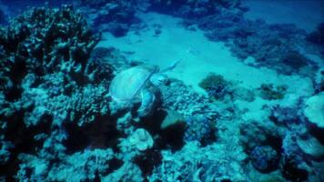 un' tartaruga è nuoto nel il oceano acqua video