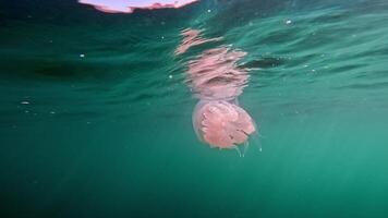 de cerca de un grasa de ballena Medusa púrpura grasa de ballena Medusa o catóstilo mosaico Moviente despacio submarino en contra un oscuro antecedentes video