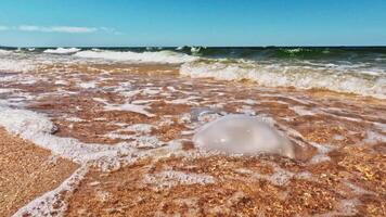 muerto Medusa en un arenoso playa con olas en el Mediterráneo mar, peligro de un Medusa picadura. ecológico deterioro. global calentamiento en lento movimiento video