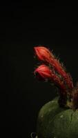 vidéo de laps de temps vertical en fleurs de fleur de cactus. video