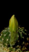 Cactus flower blooming vertical time lapse video. video