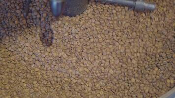 coffee beans roasting in machine. video