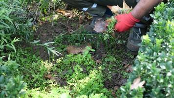 persona en rojo guantes plantando en jardín, rodeado por naturaleza y suelo video