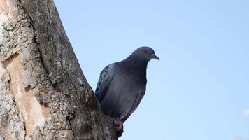 oiseaux de pigeon dans la nature l'après-midi video