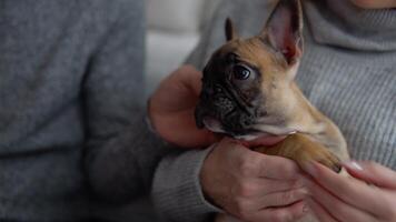 Funny french bulldog sitting in womans hands video