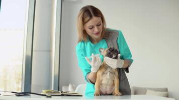 Vet make injection to a dog in clinic. Pet care concept. Medical business video