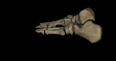 Bones of human foot in rotation over black background in 4K format video