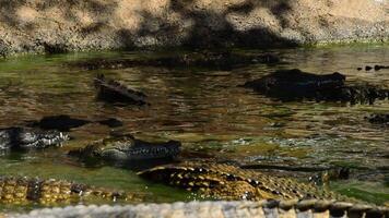 Crocodiles in the river video