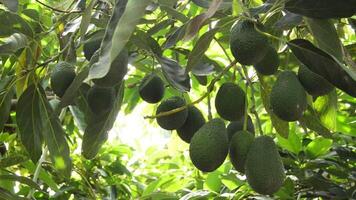 avokado frukt hängande på gren av träd i en plantage video