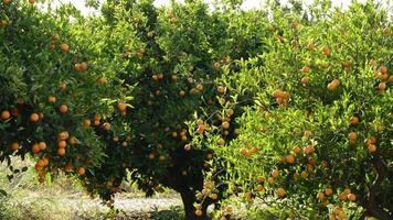 des oranges dans arbre dans une agricole plantation à le coucher du soleil video