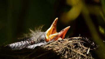 hängend Baby Vögel im ein Nest im Baum mit öffnen Schnabel video