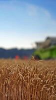 Heavy ears of wheat in the plantation. Wheat spikelets standing still on the summer windless day. Blurred harvester working at the backdrop. Vertical video