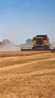 Two combine harvesters working in farmland. Agricultural machines working in golden field of wheat during harvesting season. Vertical video