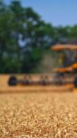 Yellow harvester combine mowing the ripe wheat spikelets. Modern equipment gathering the crops in blurred image. Dusty clouds behind the working machine. Vertical video