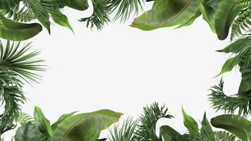 frame from tropical plants moving in the wind in a loop animation on a white background video