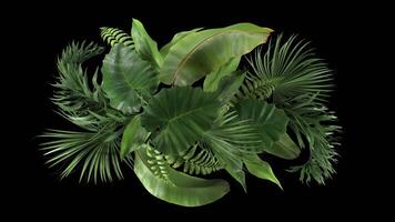 Loop composition of tropical plants moving in the wind in a loop animation with alpha channel video