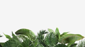 tropical plants moving in the wind in a loop animation on a white background video