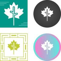 Maple leaf Vector Icon